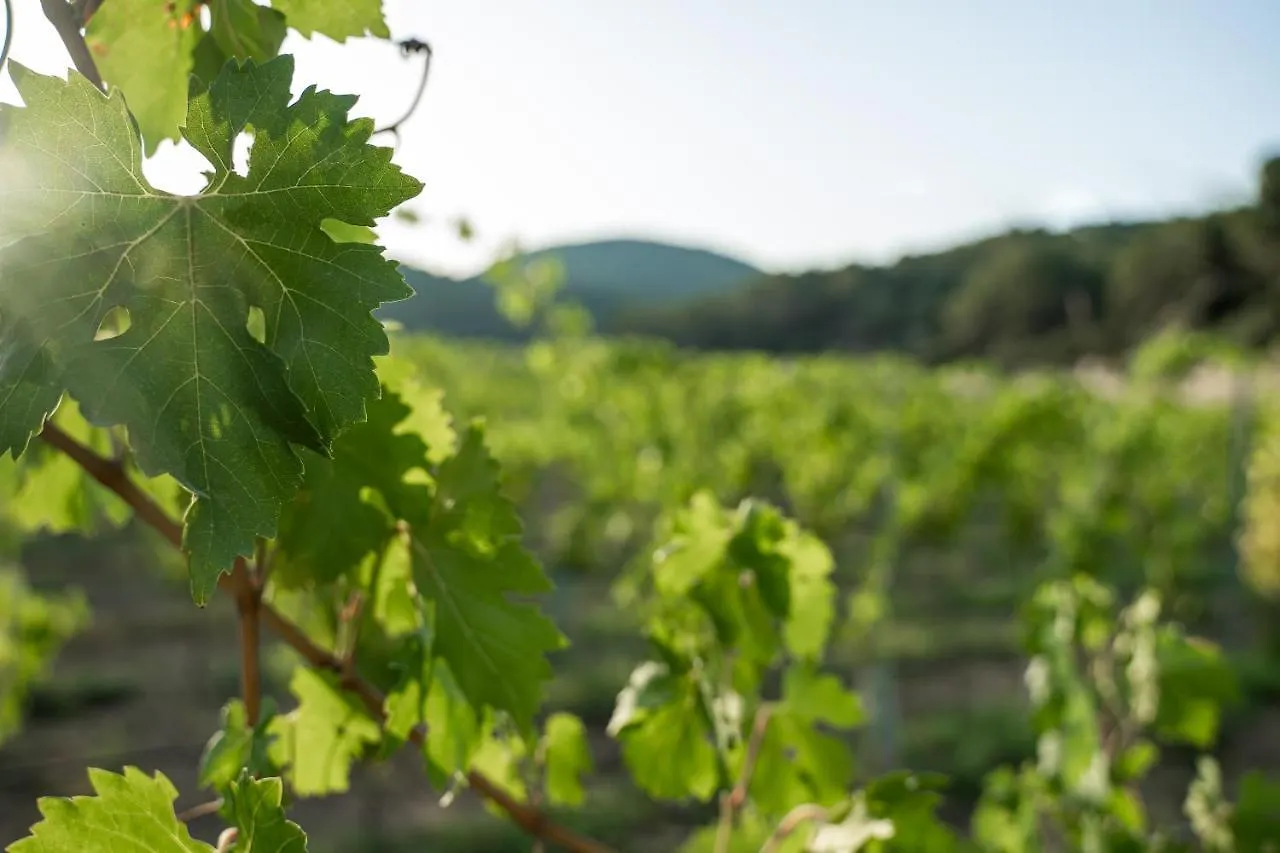 Rondaia, A Winery & Fincahotel-Agroturismo In Tramuntana Esporles 0*,  Hiszpania