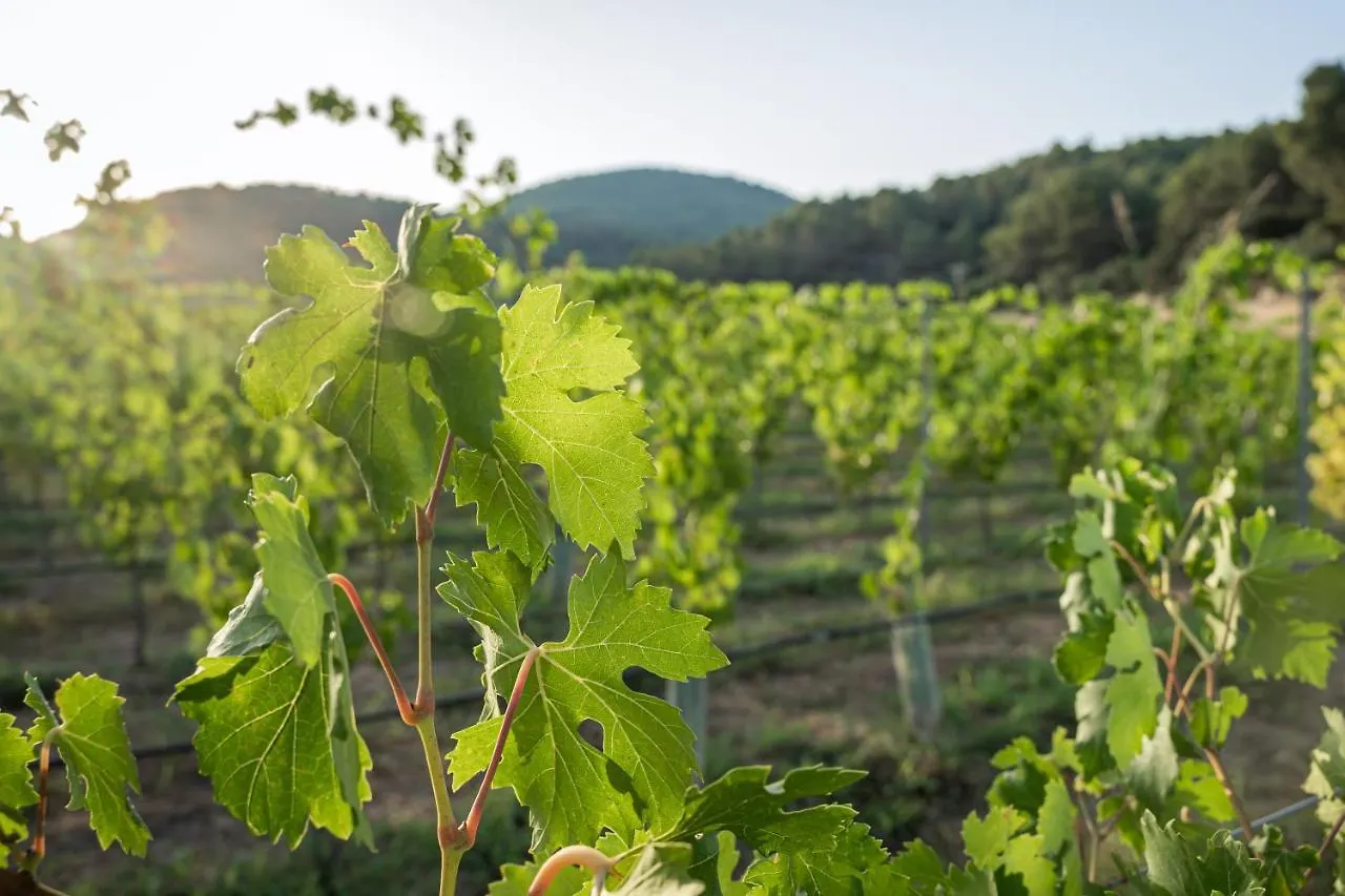 Hotell Rondaia, A Winery & Fincahotel-Agroturismo In Tramuntana Esporles